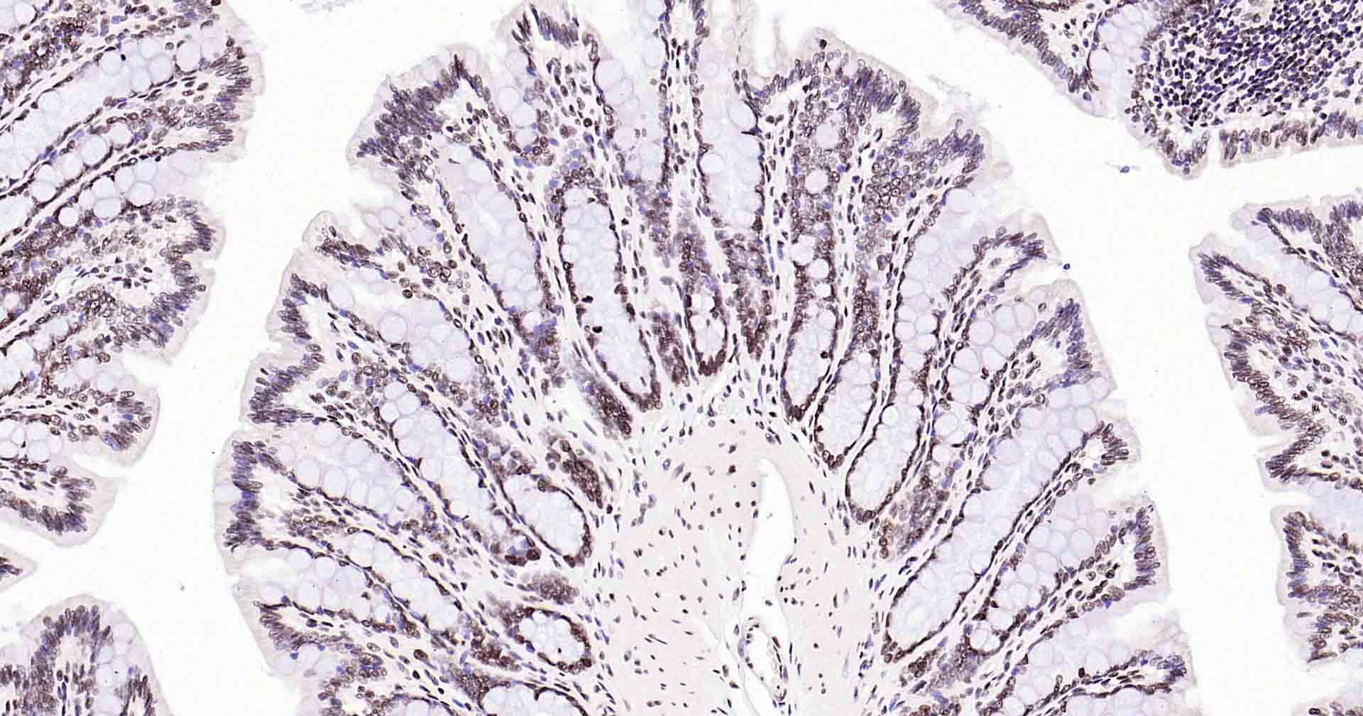 Rad51重组兔单抗-bsm-54150R