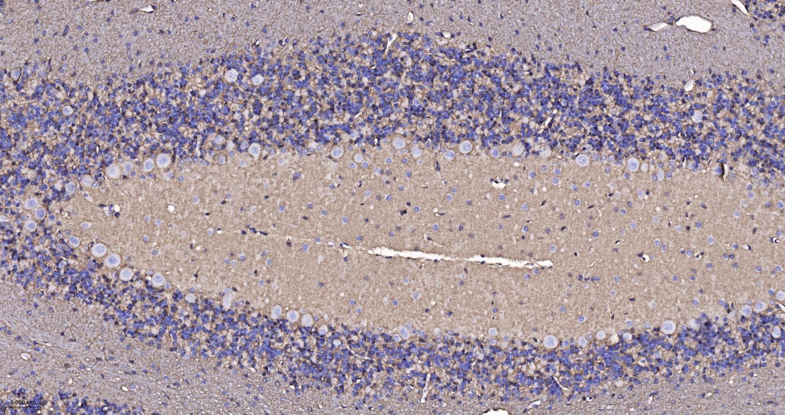 水通道蛋白4重组兔单抗-bsm-61035R