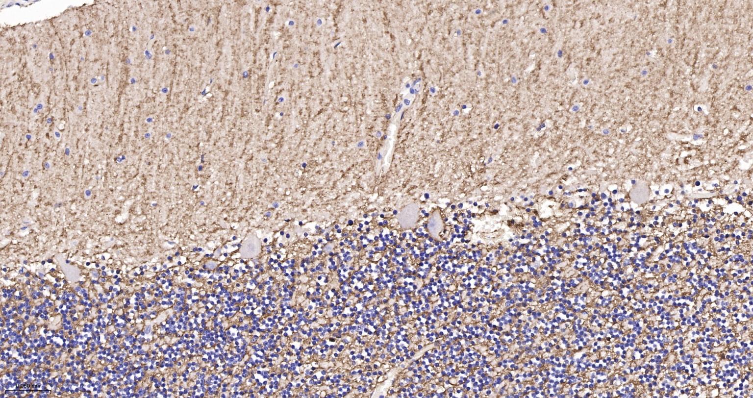 水通道蛋白4重组兔单抗-bsm-61035R
