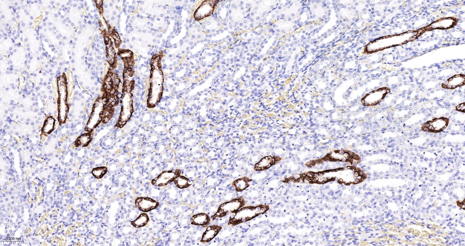 水通道蛋白4重组兔单抗-bsm-61035R