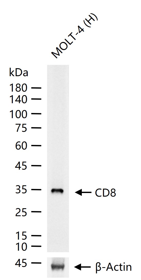 CD8重组兔单抗-bsm-61079R