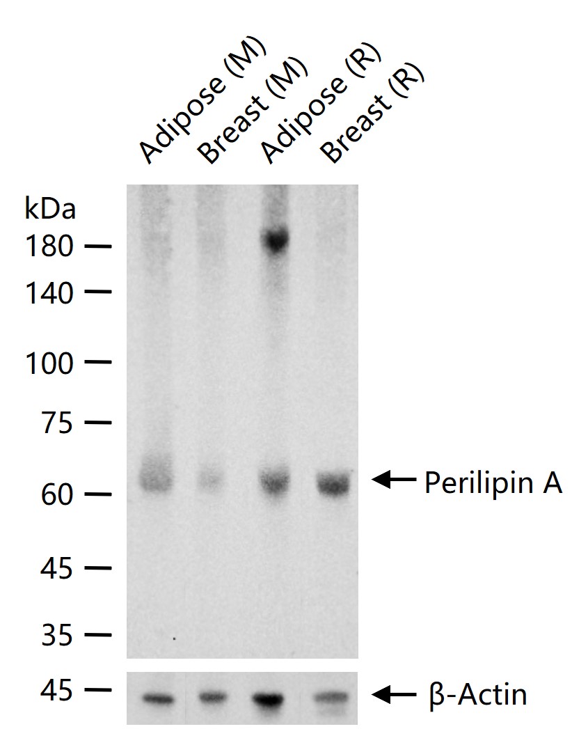 脂滴包被蛋白Perilipin-A重组兔单抗-bsm-61033R
