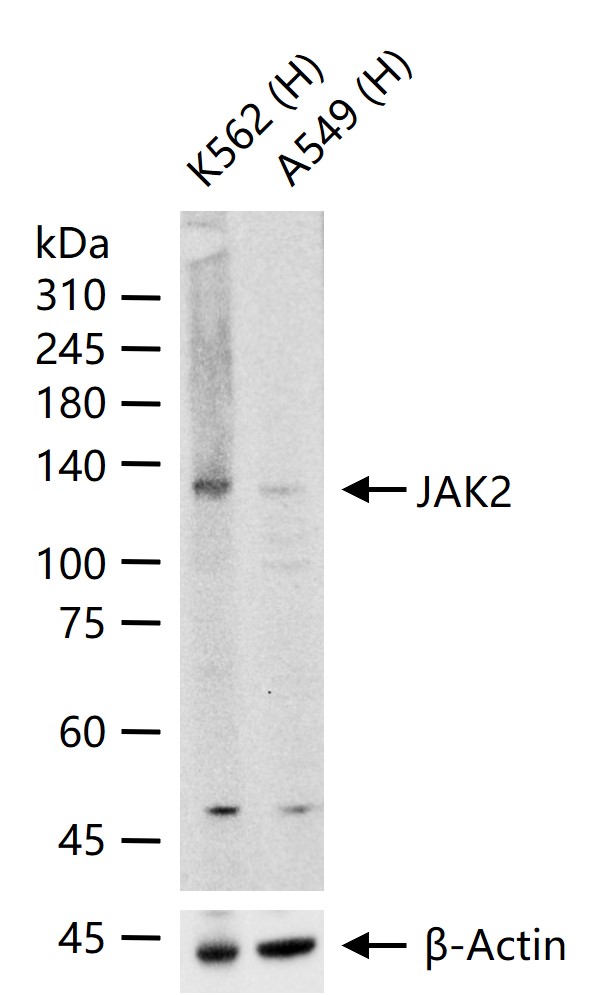 蛋白质酪氨酸激酶JAK2重组兔单抗-bsm-61053R