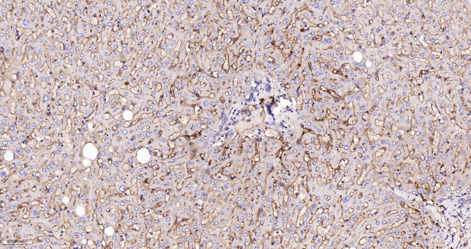 CD73重组兔单抗-bsm-52916R