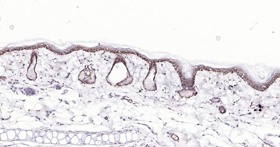 Bax重组兔单抗-bsm-52316R