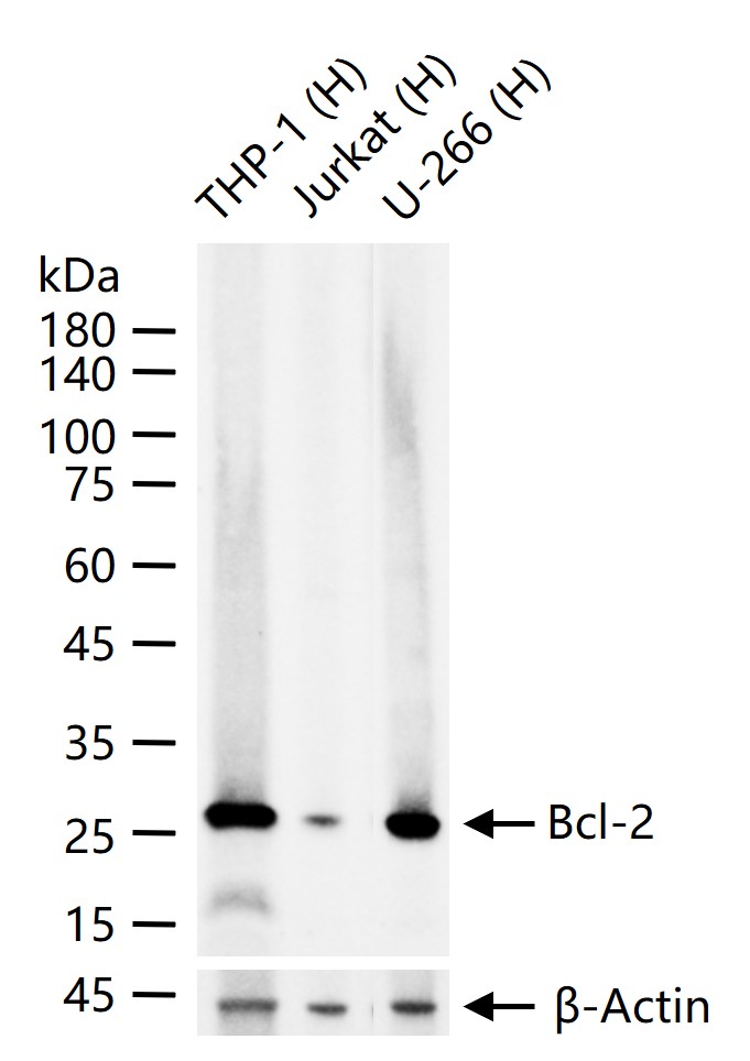 Bcl-2重组兔单抗-bsm-52304R