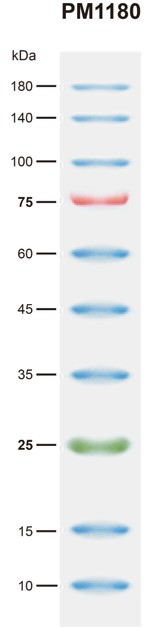 BiosPM™ 彩虹广谱蛋白Marker（10-180KD）-PM1180
