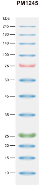 BiosPM™彩虹广谱蛋白Marker（10-245KD）-PM1245
