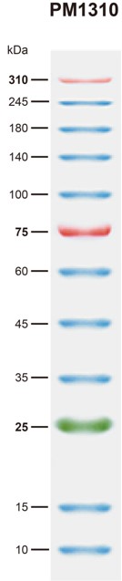BiosPM™彩虹广谱蛋白Marker（10-310KD）-PM1310