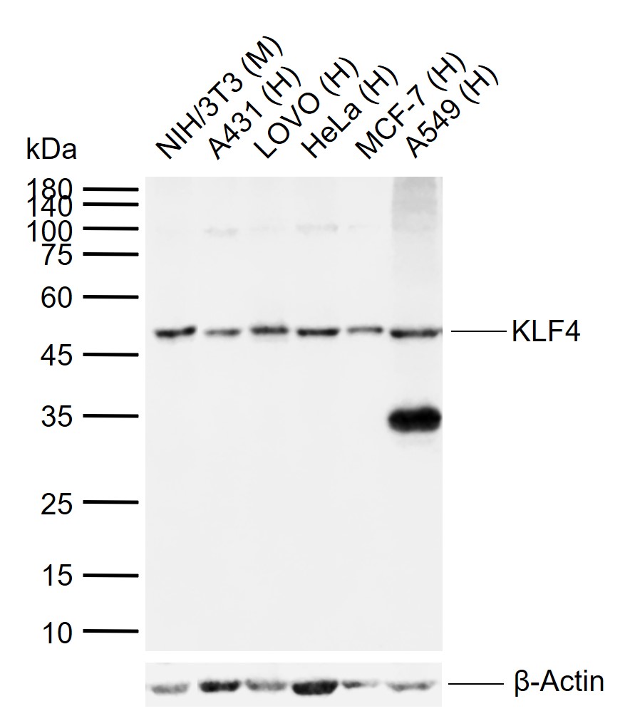 KLF4重组兔单抗-bsm-52850R