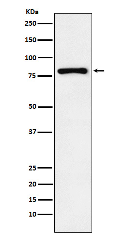 早期生长应答蛋白1重组兔单抗-bsm-61687R
