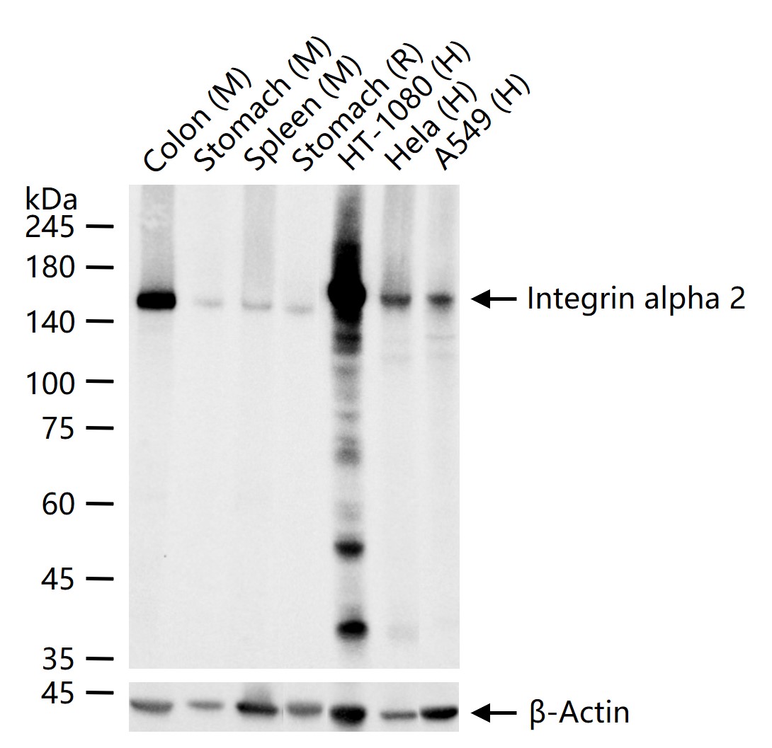 整合素α2（CD49b）重组兔单抗-bsm-52613R