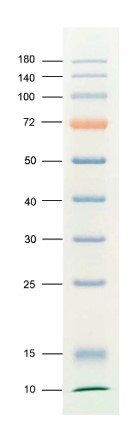增强型彩虹广谱蛋白Marker(10-180KD)-PM1180P