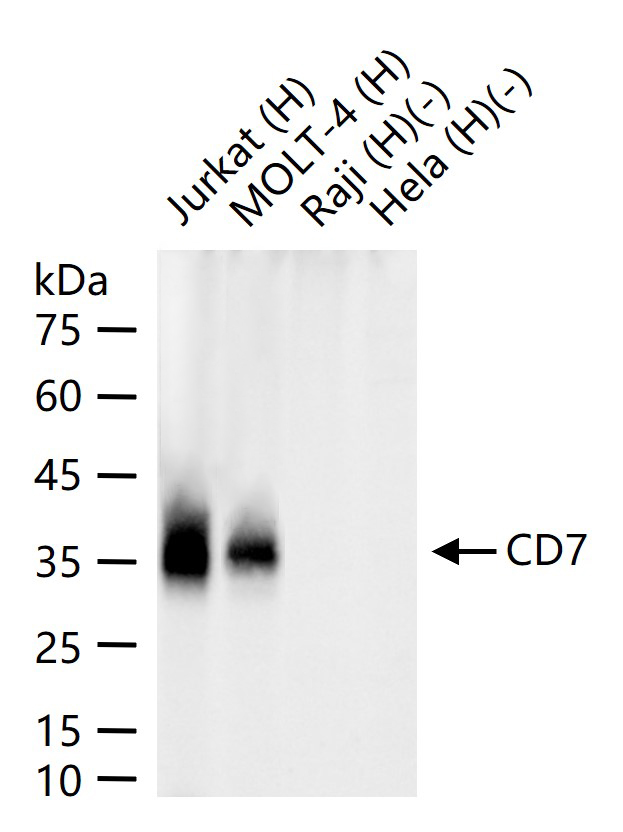 CD7重组兔单抗-bsm-60231R
