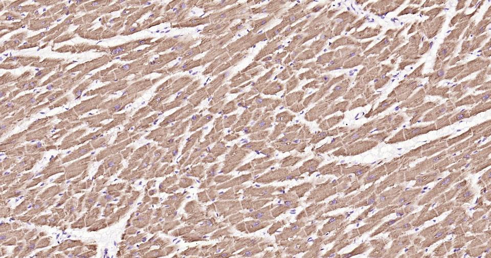 细胞色素C重组兔单抗-bsm-52050R
