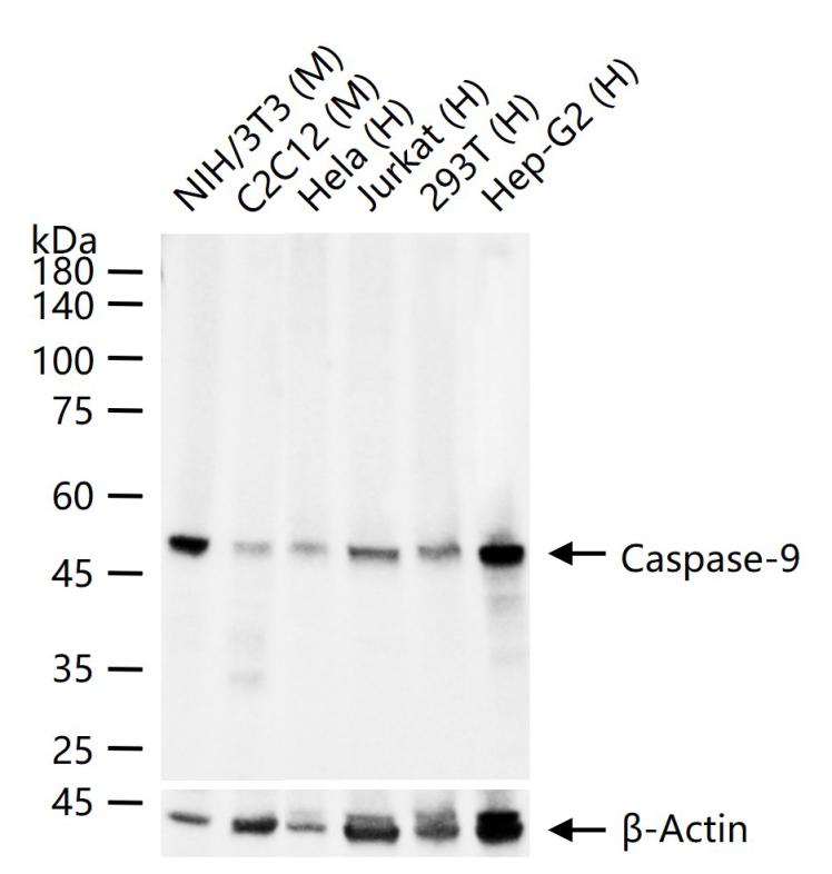 Caspase-9重组兔单抗-bsm-52566R
