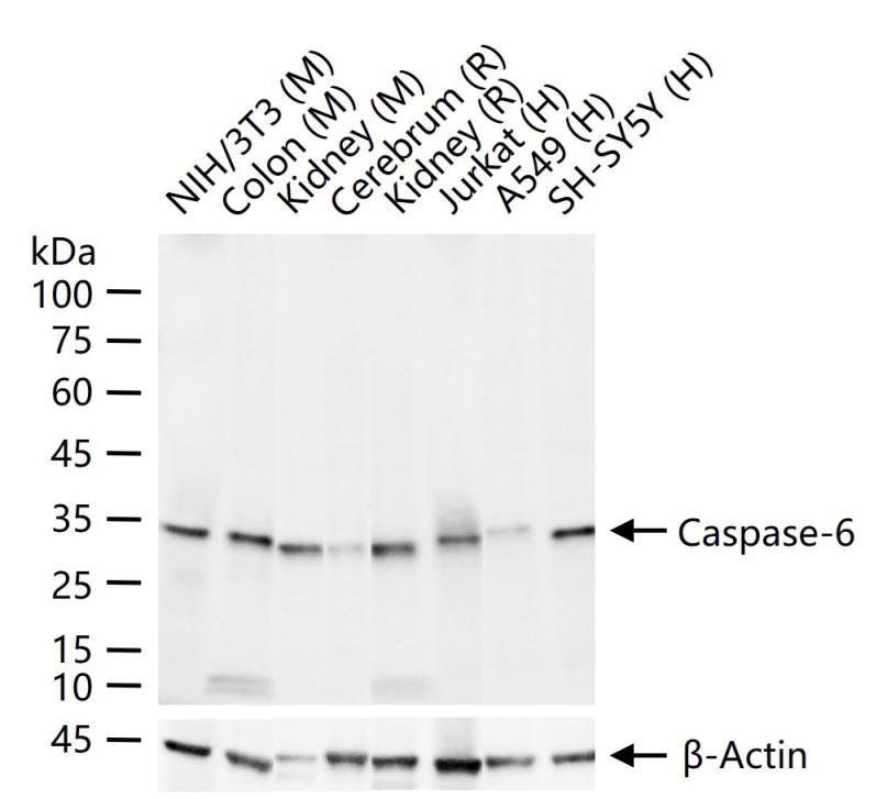 Caspase-6重组兔单抗-bsm-52503R