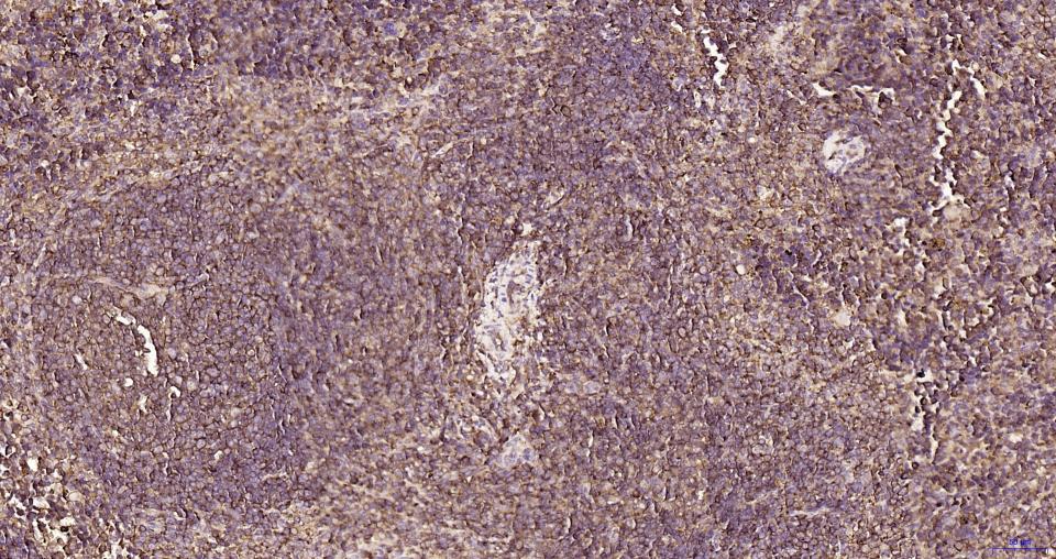 S19核糖体蛋白重组兔单抗-bsm-54242R