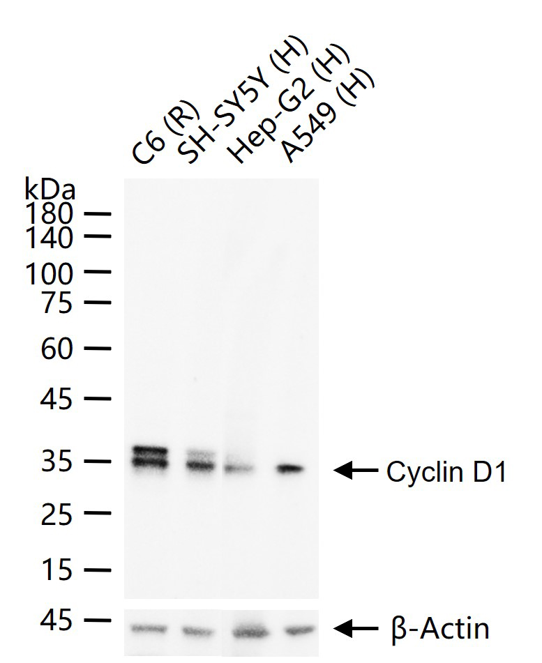 周期素D1重组兔单抗-bsm-52046R