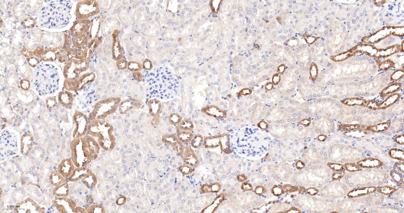 Caspase-6重组兔单抗-bsm-52503R