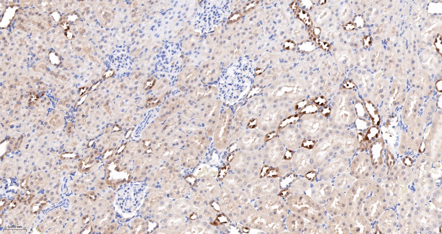 Caspase-6重组兔单抗-bsm-52503R