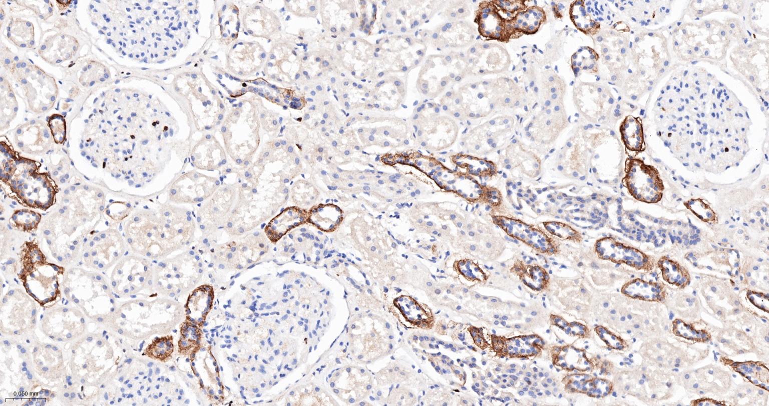 Caspase-6重组兔单抗-bsm-52503R