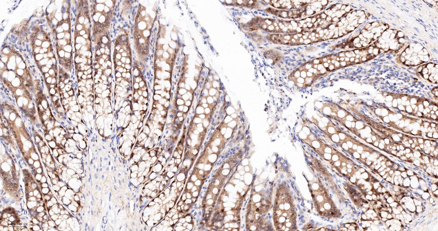 Caspase-6重组兔单抗-bsm-52503R
