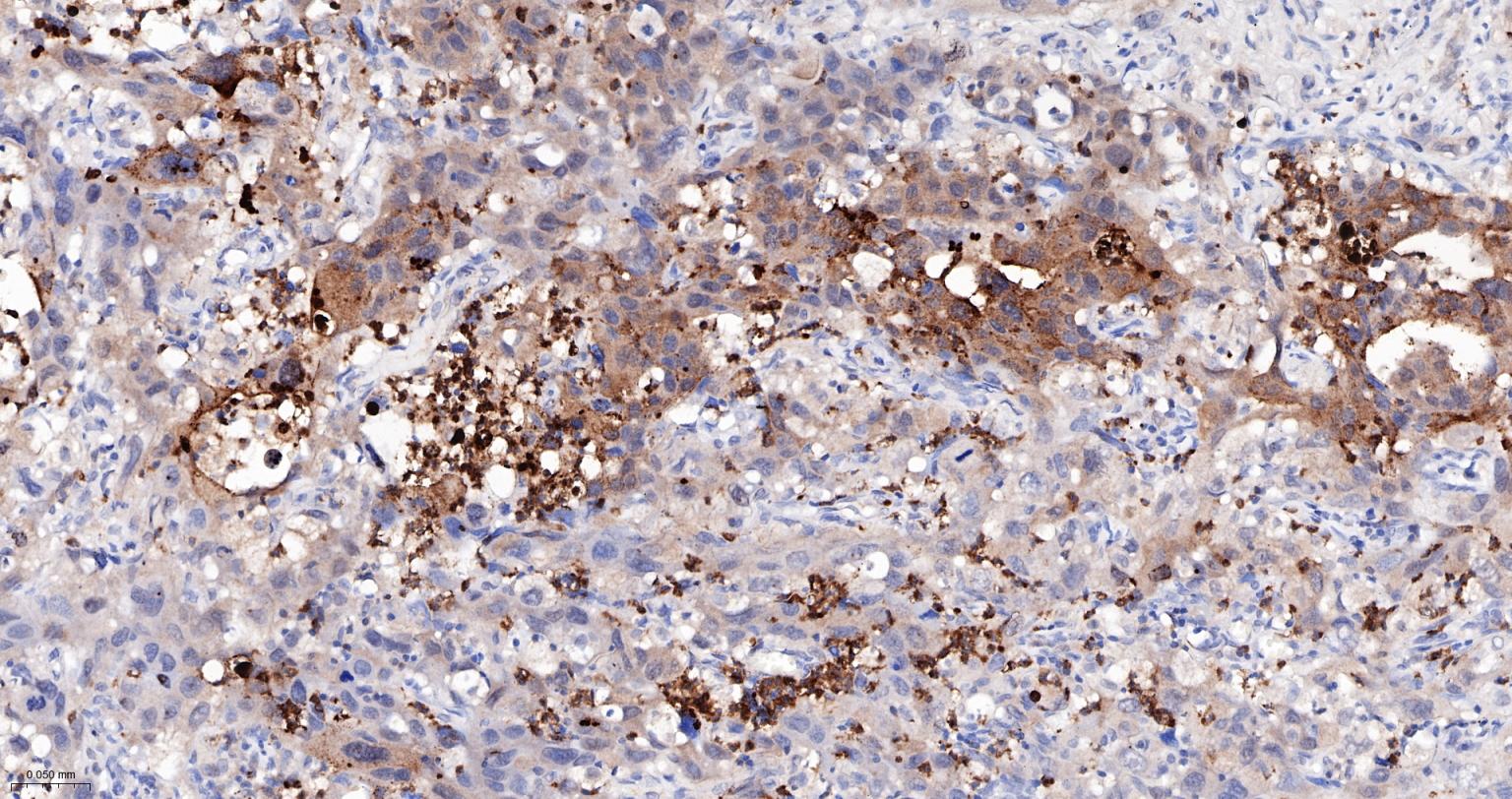 Caspase-6重组兔单抗-bsm-52503R