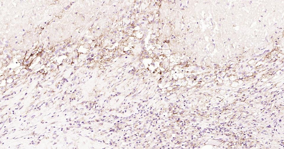 细胞间粘附分子-1（CD54）重组兔单抗-bsm-52466R