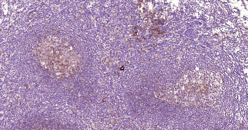 细胞间粘附分子-1（CD54）重组兔单抗-bsm-52466R