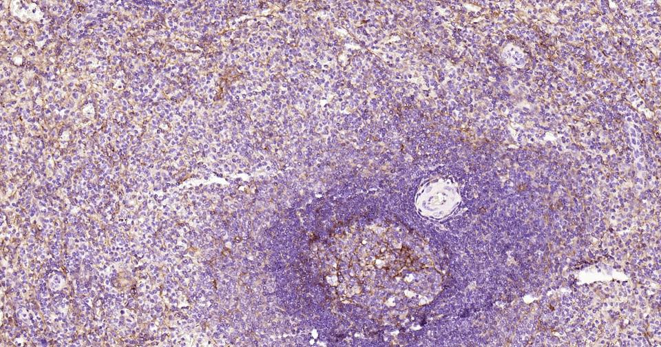 细胞间粘附分子-1（CD54）重组兔单抗-bsm-52466R