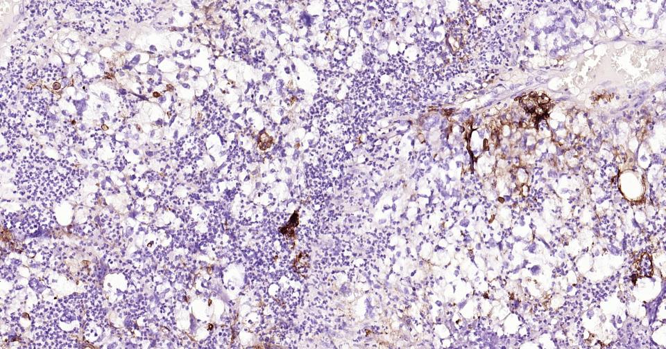 细胞间粘附分子-1（CD54）重组兔单抗-bsm-52466R
