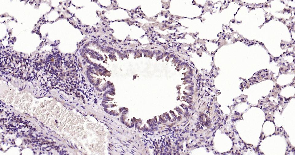 Caspase-9重组兔单抗-bsm-52566R