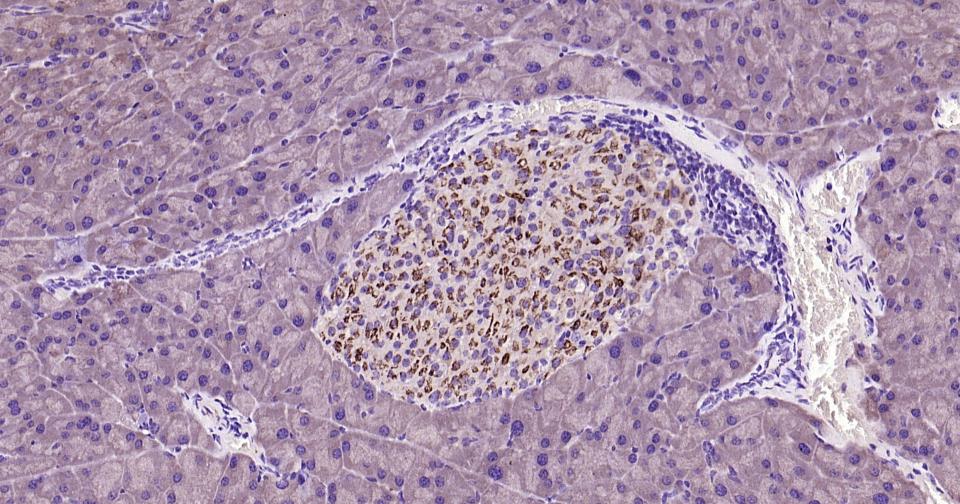 Caspase-9重组兔单抗-bsm-52566R