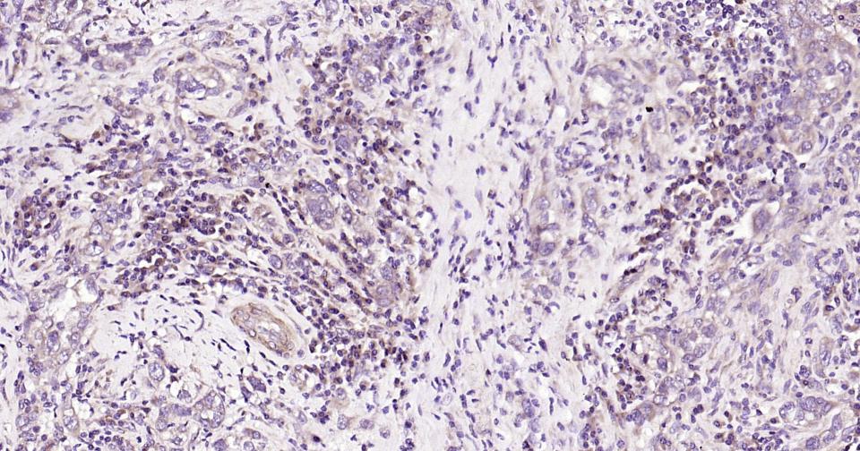 Caspase-9重组兔单抗-bsm-52566R