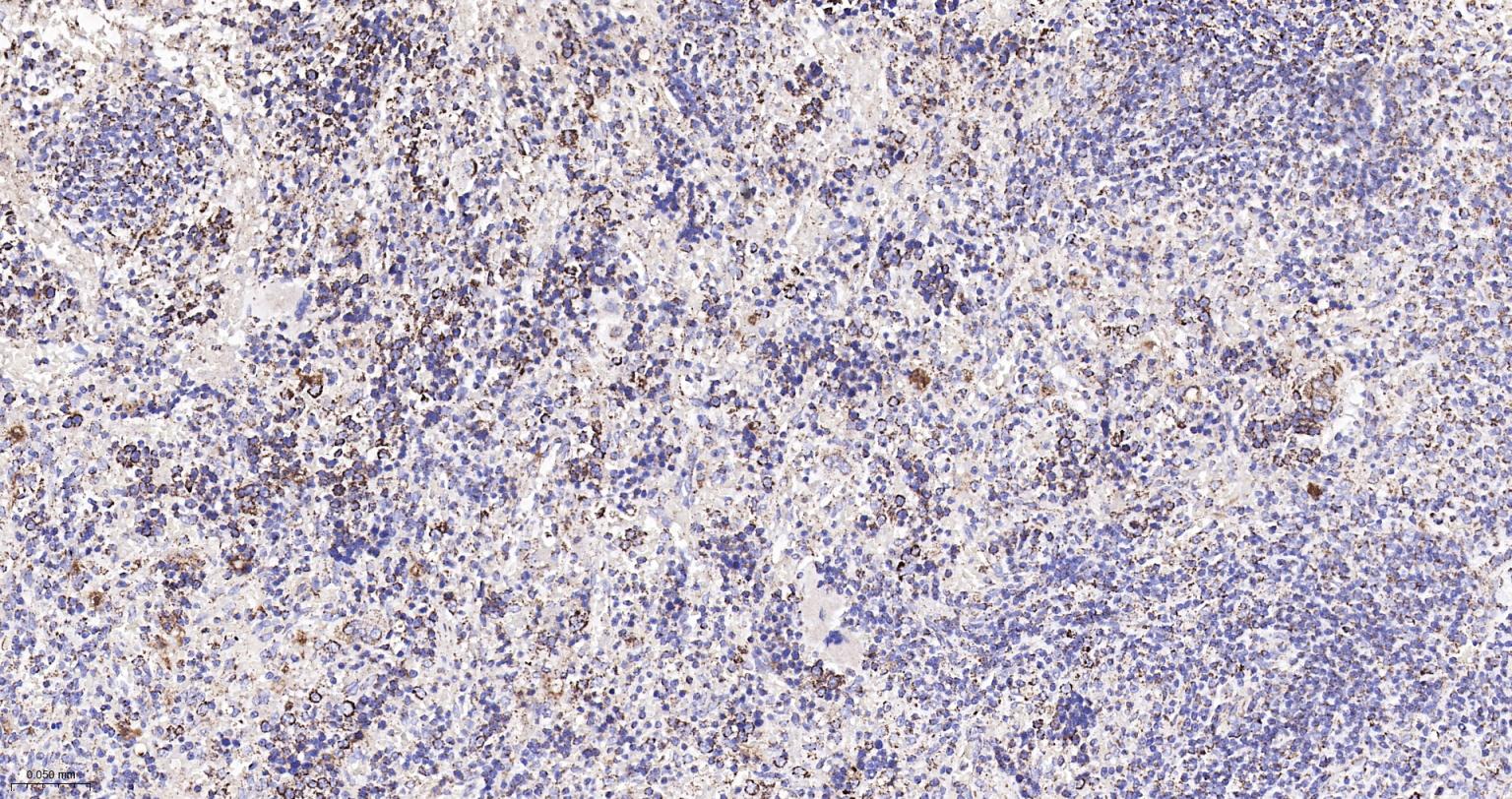热休克蛋白-60/groEL重组兔单抗-bsm-61183R