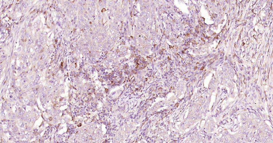 CD163重组兔单抗-bsm-63033R