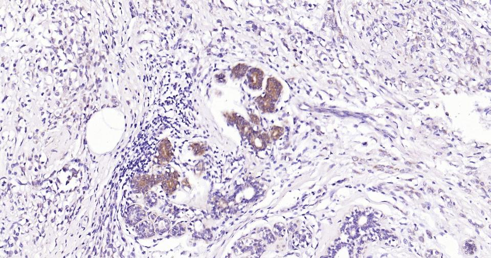 线粒体促凋亡蛋白重组兔单抗-bsm-61284R