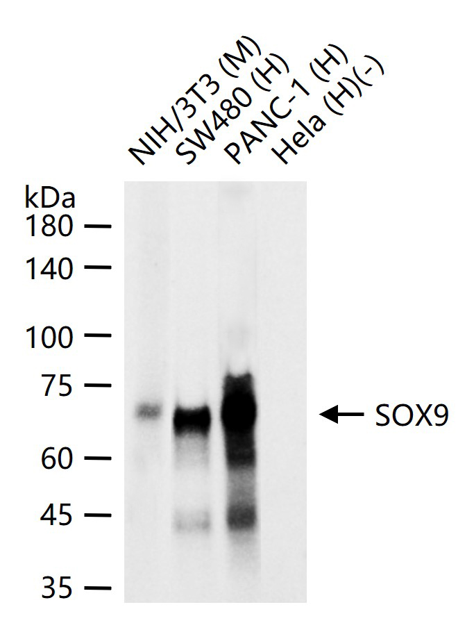 转录因子SOX9蛋白重组兔单抗-bsm-63031R