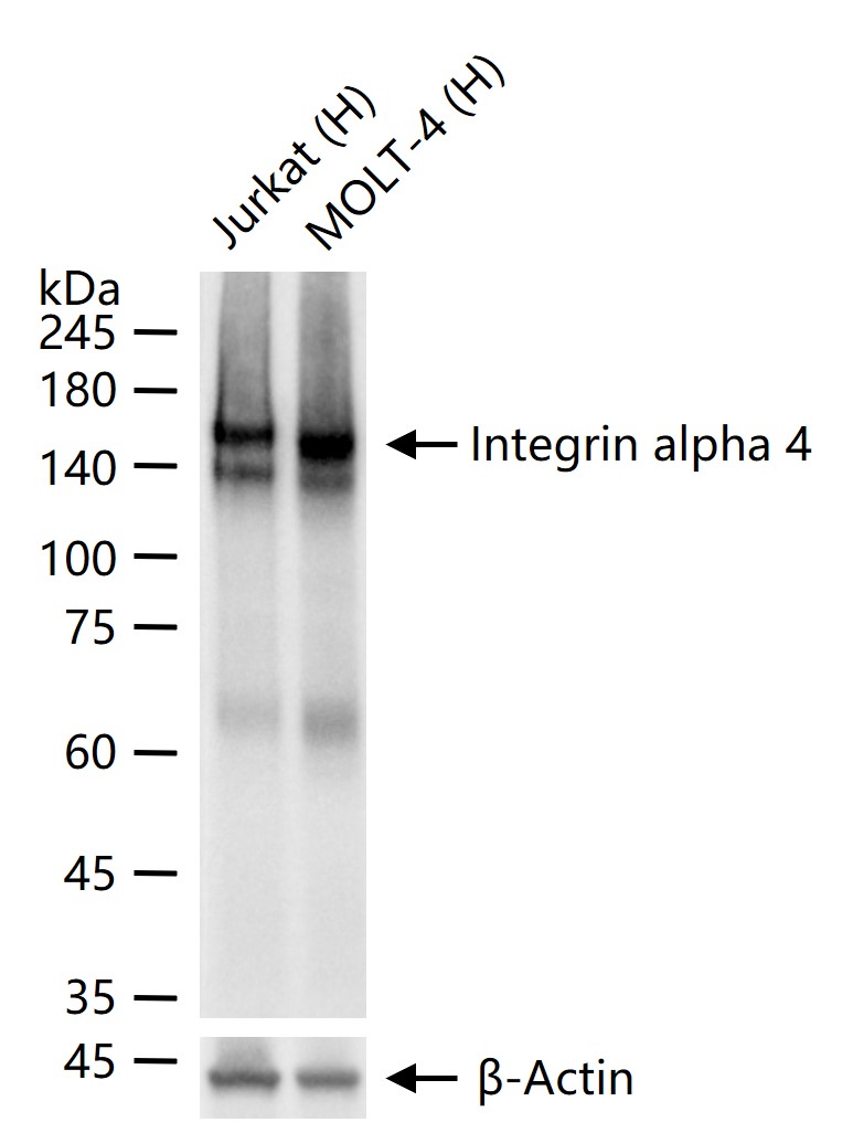 整合素α4（CD49d）重组兔单抗-bsm-61373R