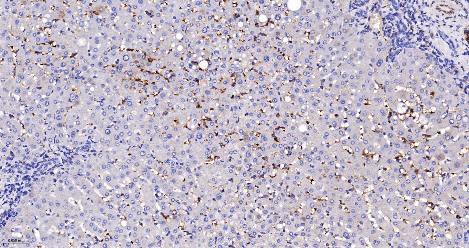 核突触蛋白-α重组兔单抗-bsm-54277R