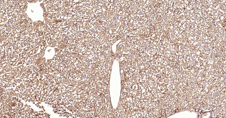 凋亡蛋白活性因子-1重组兔单抗-bsm-61152R