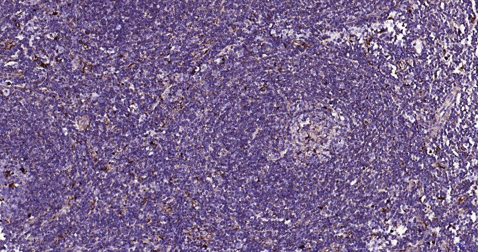 溶酶体相关膜蛋白1（CD107）重组兔单抗-bsm-61375R