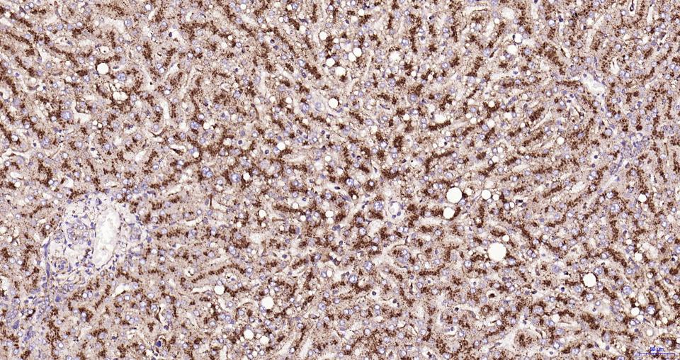 溶酶体相关膜蛋白1（CD107）重组兔单抗-bsm-61375R