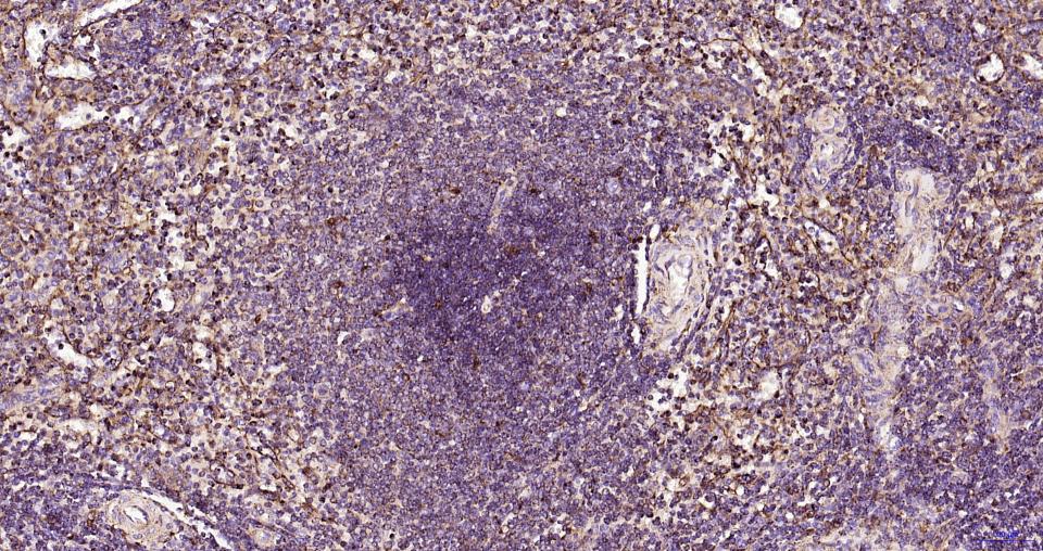 溶酶体相关膜蛋白1（CD107）重组兔单抗-bsm-61375R