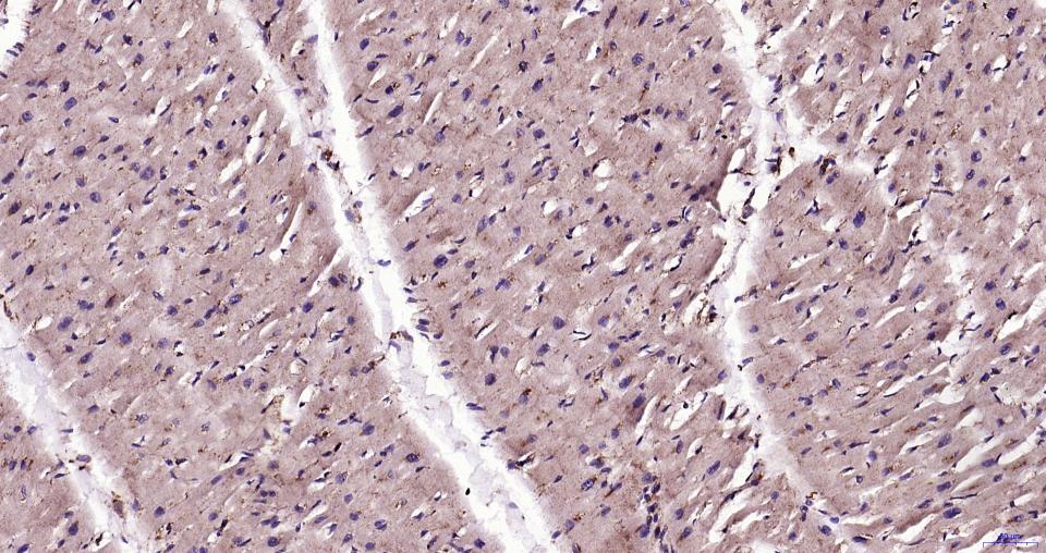 溶酶体相关膜蛋白1（CD107）重组兔单抗-bsm-61375R
