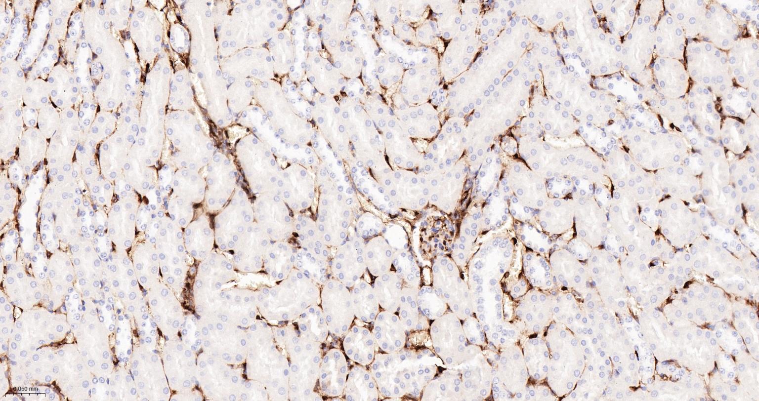 S100钙结合蛋白A6重组兔单抗-bsm-61393R