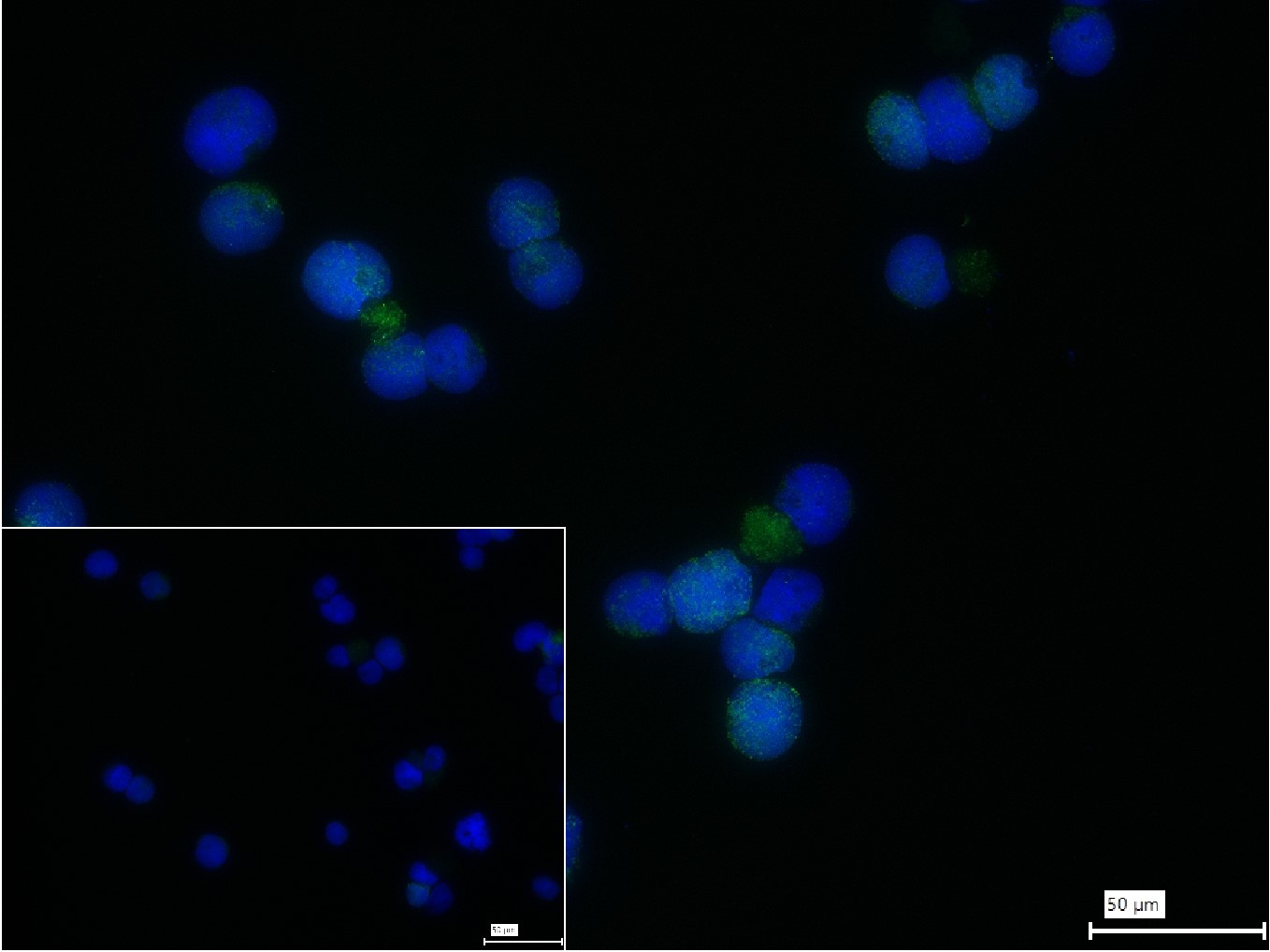 凋亡蛋白活性因子-1重组兔单抗-bsm-61152R