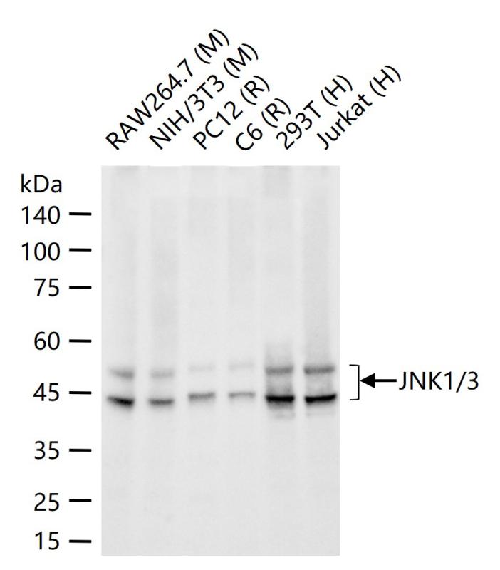 氨基末端激酶1/3重组兔单抗-bsm-62902R