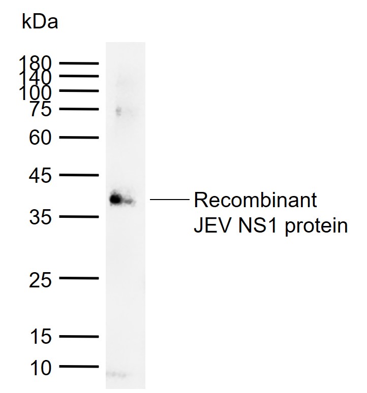 猪乙脑病毒(JEV)NS1蛋白抗体-bs-41388R
